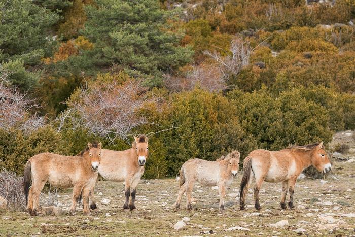 Horses, possible allies in forest fire prevention