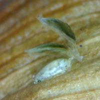 Egg Stack Opened