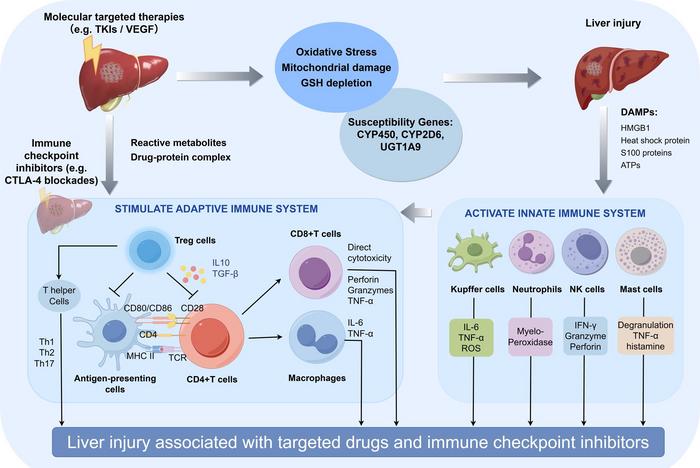 Mechanisms and related cellular and molecular pathways of liver injury caused by targeted therapy and ICIs, alone or in combination