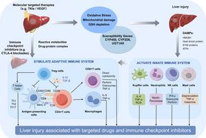 Mechanisms and related cellular and molecular pathways of liver injury caused by targeted therapy and ICIs, alone or in combination