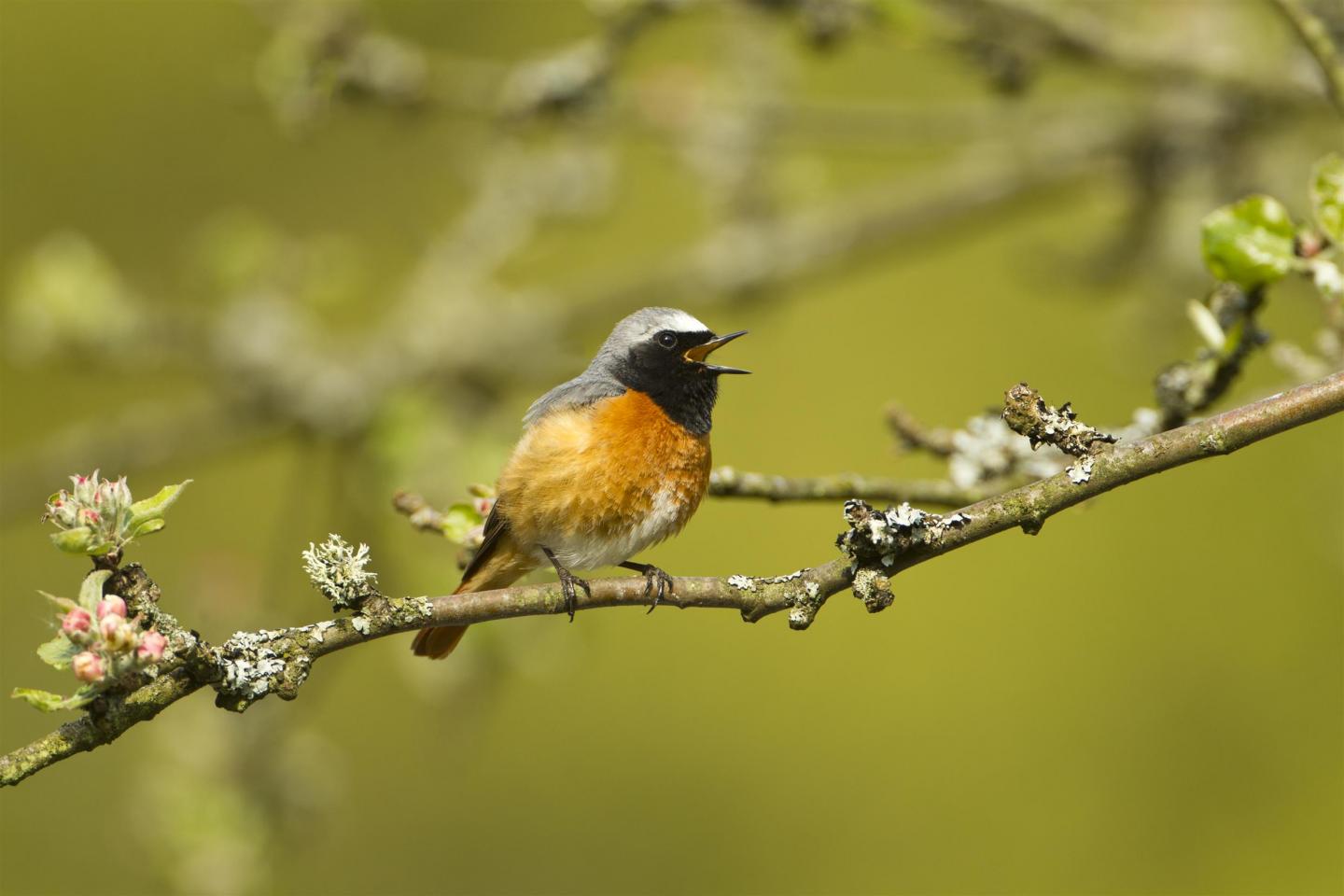 Common Redstart