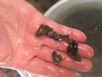 Asian Date Mussel