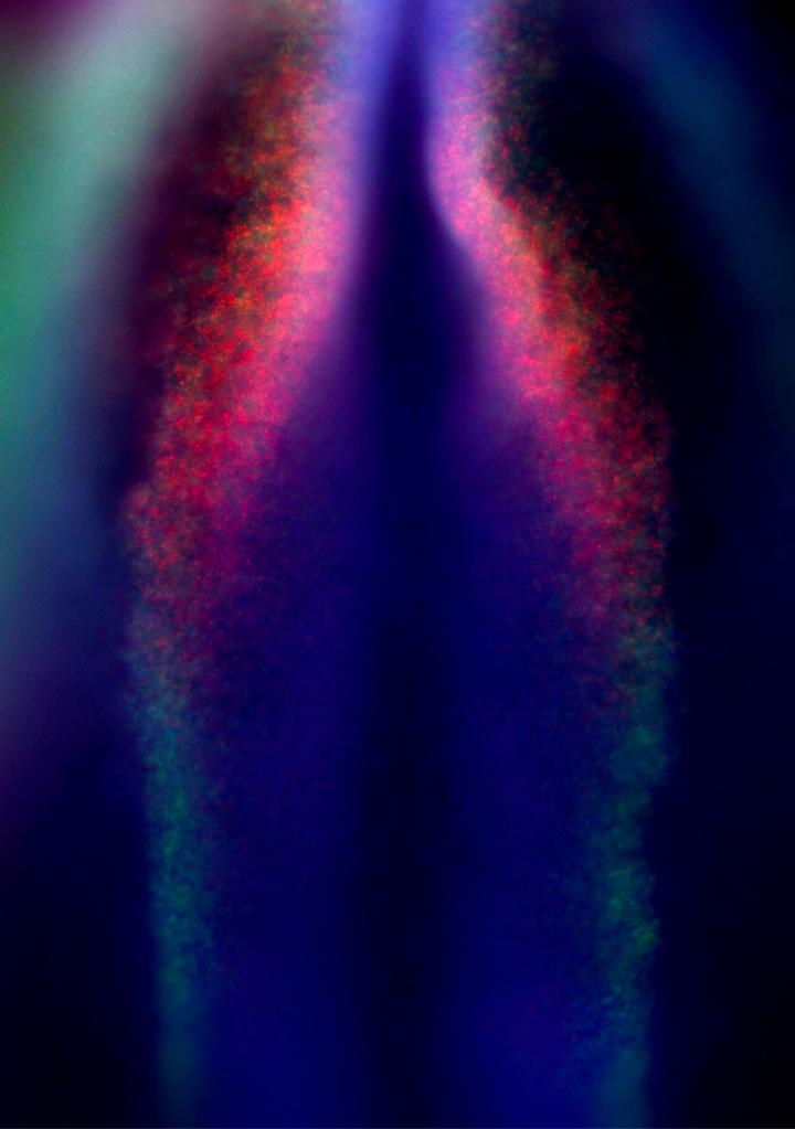 Repurposing Neural Crest Cells (6 of 6)