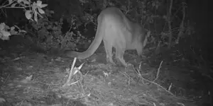 mountain lion and cub