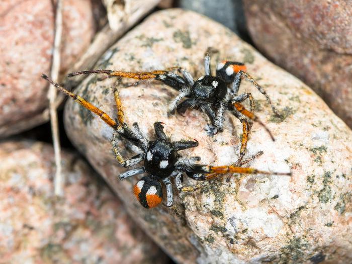 Philaeus chrysops