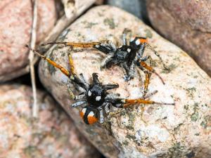 Philaeus chrysops