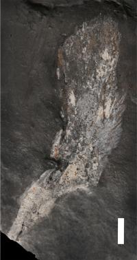 Cleithrum 