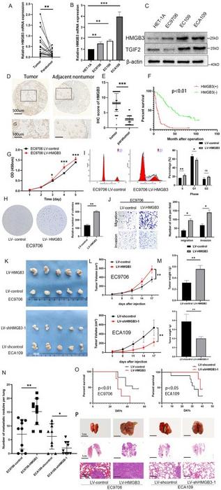Overexpression of HMGB3 promotes proliferation and metastasis in esophageal squamous cell carcinoma (ESCC) and indicates a poor prognosis