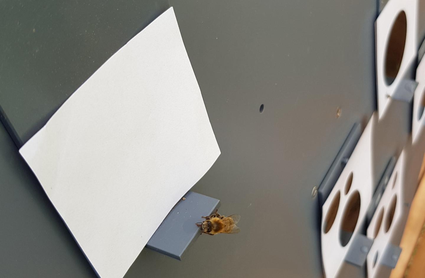 Bee Chooses Zero (2)