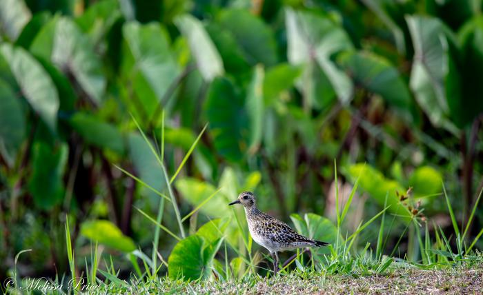 Kōlea (Pacific Golden Plover)