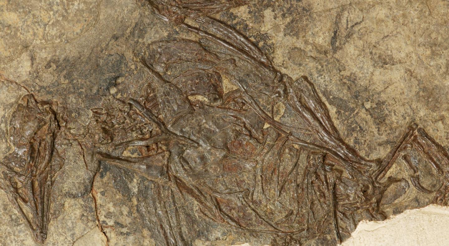<i>Pterygornis</i>