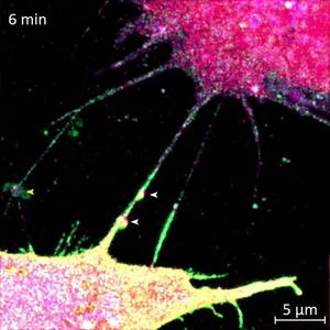 Tiny Cell ‘Tunnels’