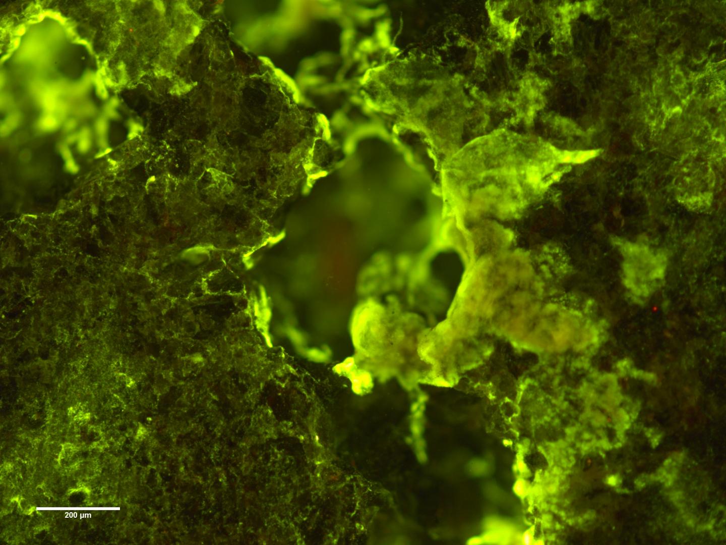 Bacteria on Basalt Rock