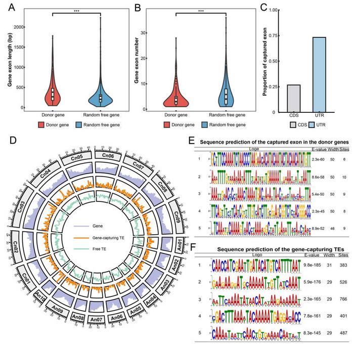 Characteristics of donor genes and gene-capturing TEs in B. napus.