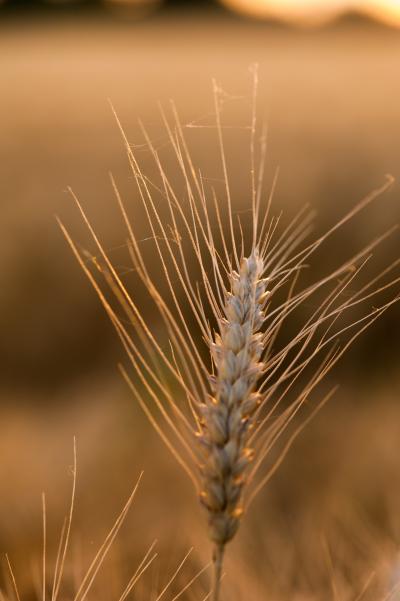 Wheat in a Field