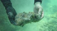 A Piece of Organic-Rich Peat-like Sediment