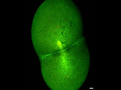 A Zebrafish Egg Cell Divides