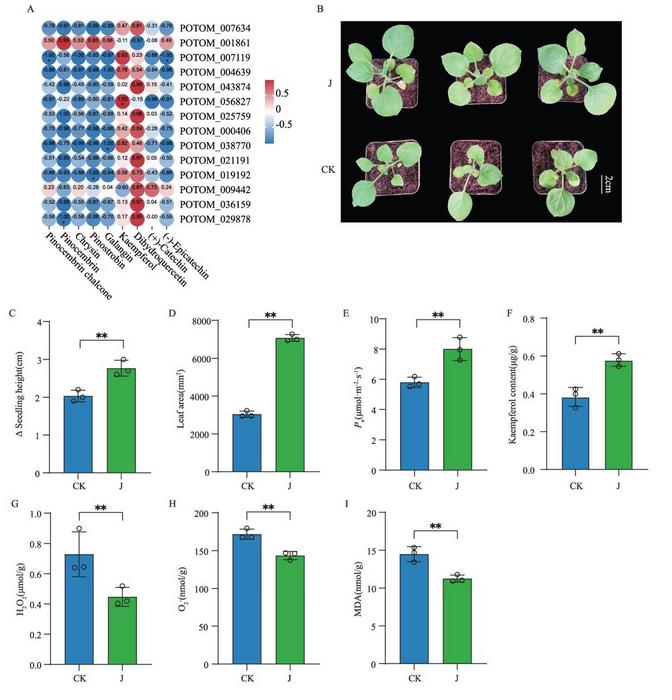 Analysis of key metabolites, and determination of phenotypic, growth and physiological indices in N. benthamiana under root application of kaempferol.