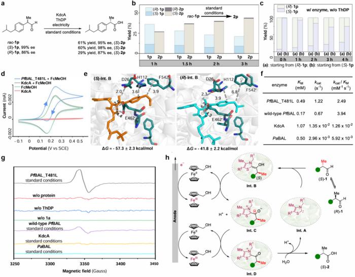 New Electroenzymatic Strategy Enables Non-natural Oxidation Reactions