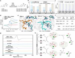 New Electroenzymatic Strategy Enables Non-natural Oxidation Reactions