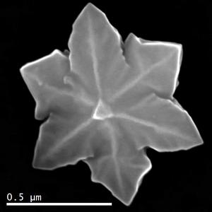 Snowﬂake-like microcrystal 2