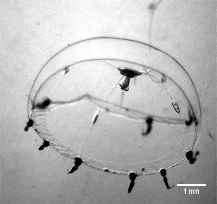 A Clytia hemisphaerica medusa. Image credit: Jocelyn Malamy