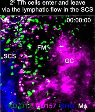 Movie Shows Movement of Follicular Memory T Cells