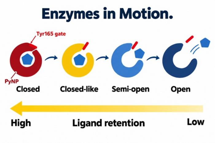 Molecular Dynamics Reveal an Enzyme in Motion