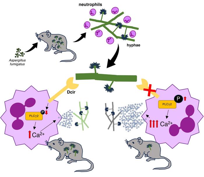 The role of Dcir during infection with Aspergillus fumigatus