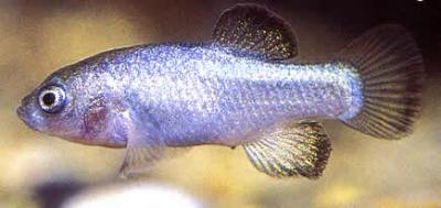 Devils Hole Pupfish