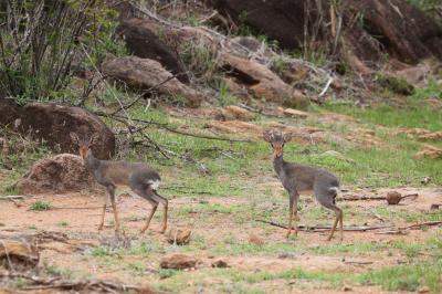 Understanding Why Male Mammals Choose Monogamy (3 of 9)