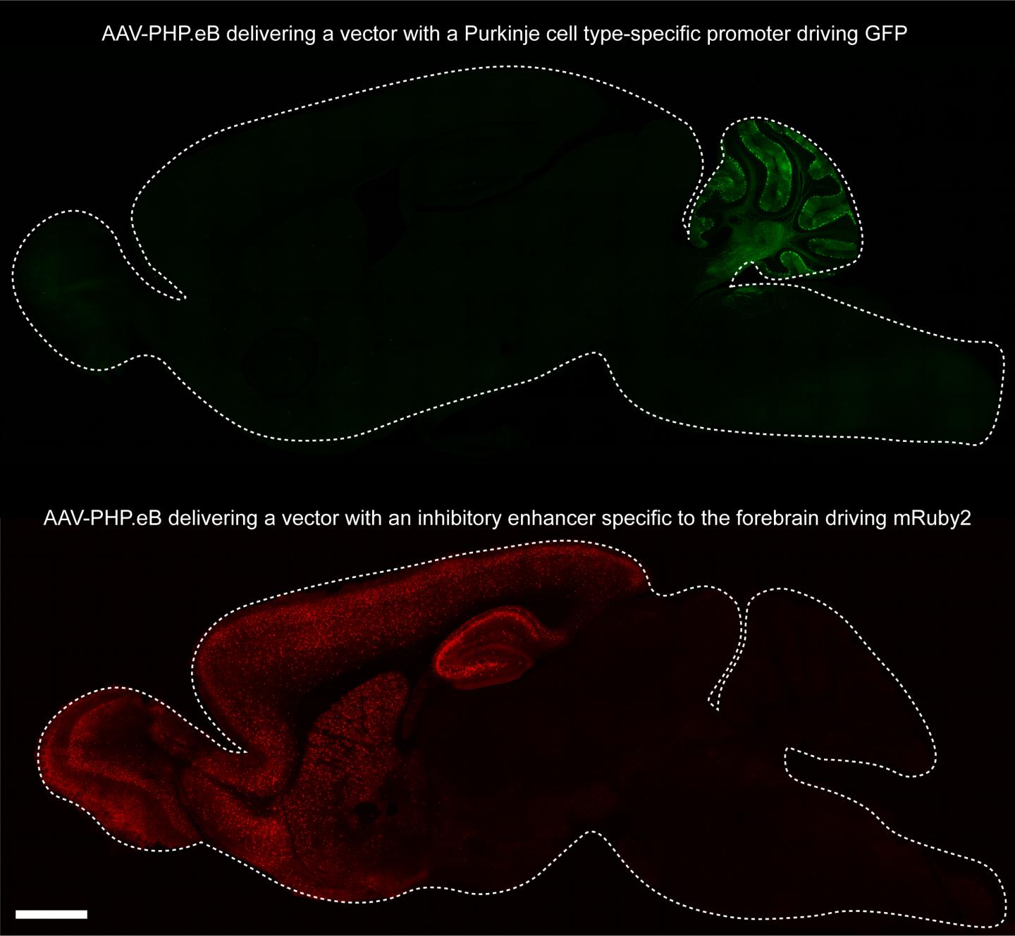 AAV-PHP.eB Non-Invasively Delivers Transgenes under the Control of Different Gene Regulatory Element