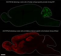 AAV-PHP.eB Non-Invasively Delivers Transgenes under the Control of Different Gene Regulatory Element