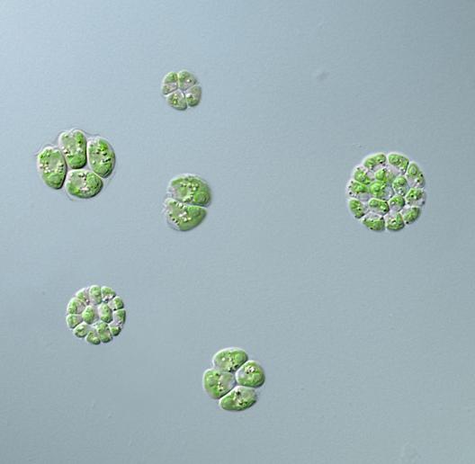 Cluster