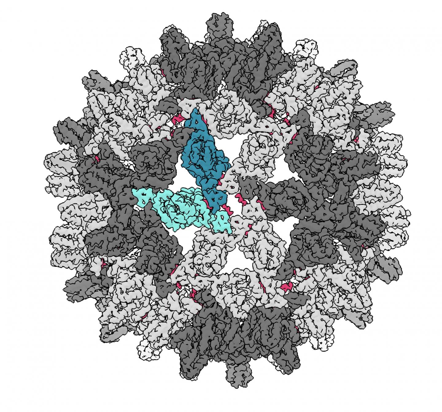 The Hepatitis B Virus Capsid