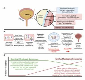 Polyploidy-induced senescence: Linking development, differentiation, repair, and (possibly) cancer?
