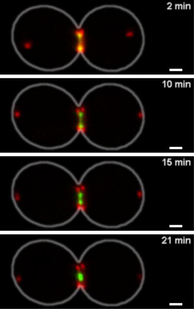 Cell Division in Budding Yeast