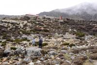 Subnival Vegetation in the Himalayan Region (2 of 3)