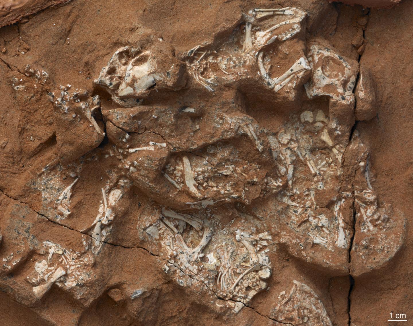 Protoceratops Embryos