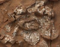 Protoceratops Embryos