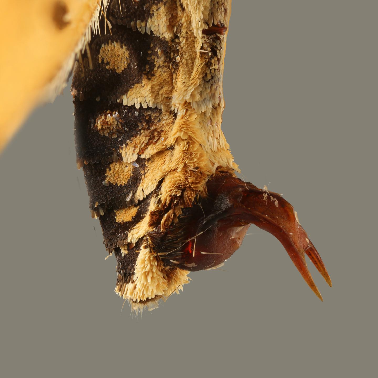 As Evolutionary Battle Rages, Plugs Grow More Complex
