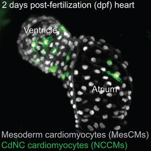 Neural crest cells in zebrafish heart