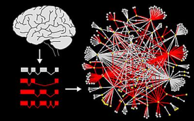 Protein Interaction Network