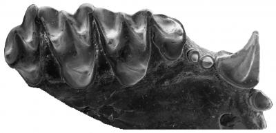 Modern Bat Teeth