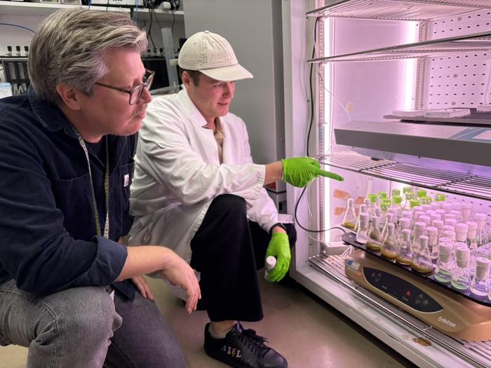 Examining lab samples of bacterial grown with mutations
