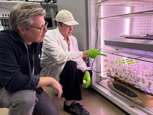 Examining lab samples of bacterial grown with mutations