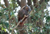 Kaka Bird