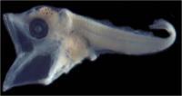 Bluefin Tuna Larvae