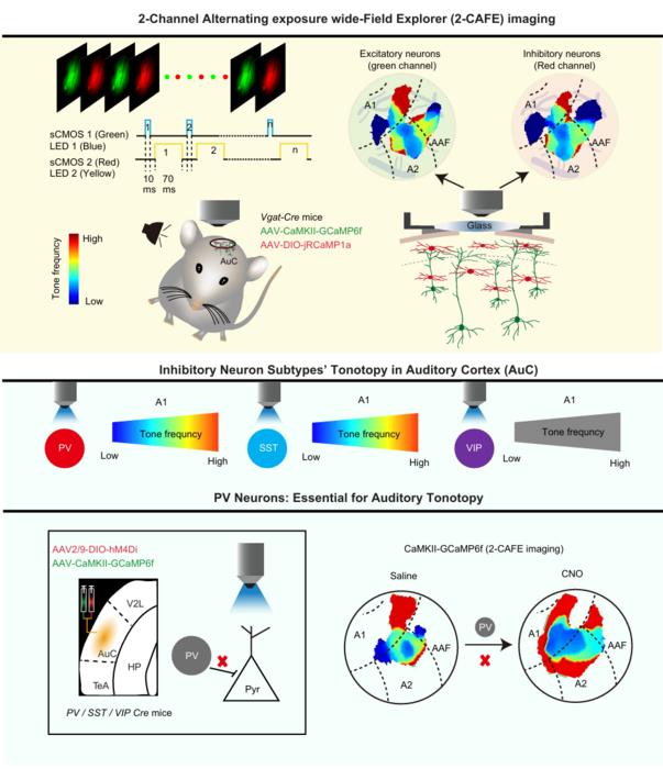 A recent work reveals the essential role of PV inhibitory neurons in the contribution to the tonotopic organization of the auditory cortex.