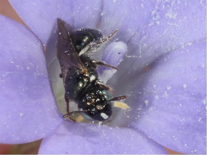 Carpenter Bee